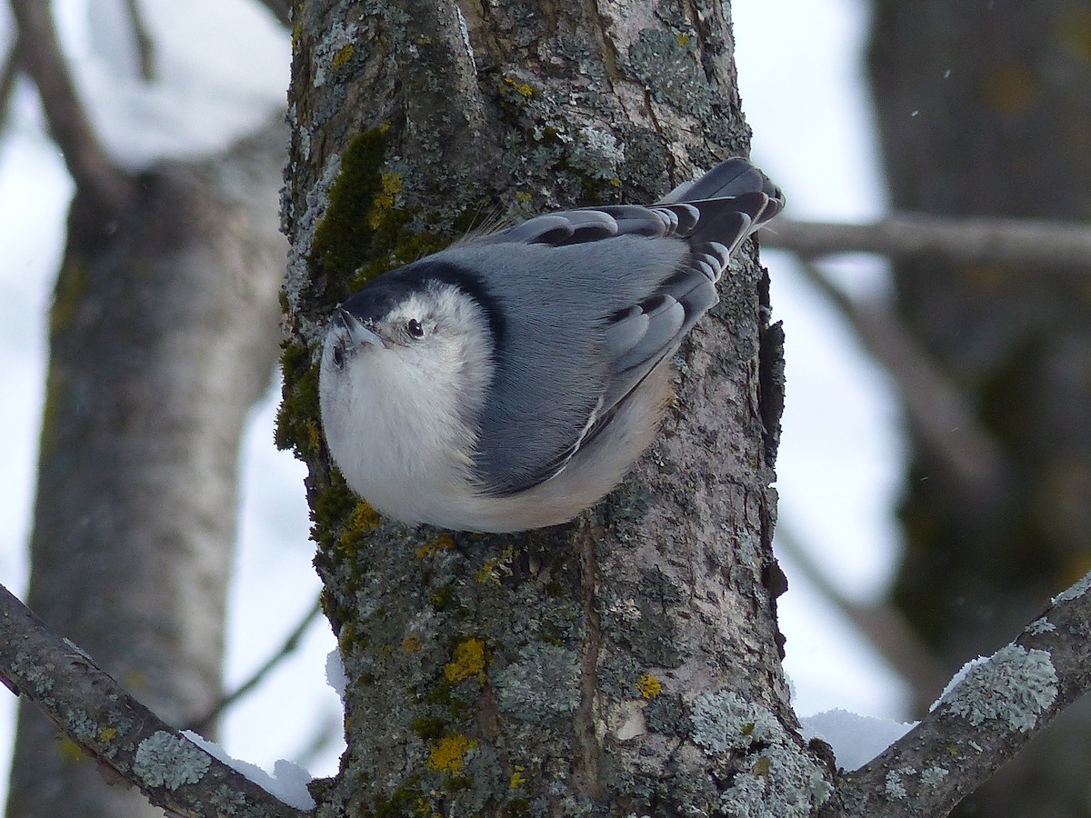 White-breasted Nuthatch - ML82128511