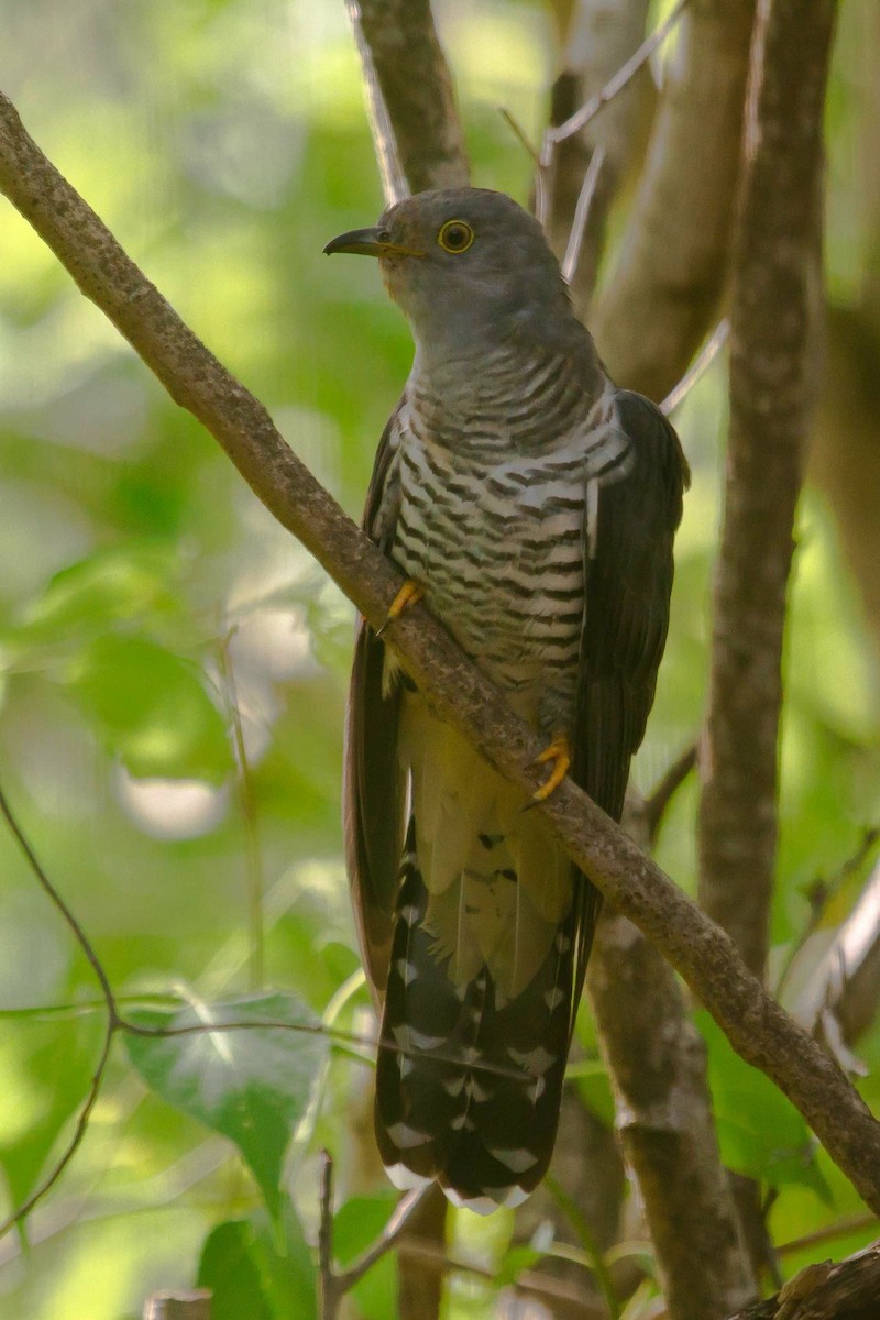 Oriental Cuckoo - Nigel Jackett