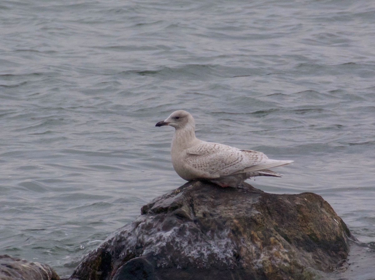 Iceland Gull - Christopher Unsworth
