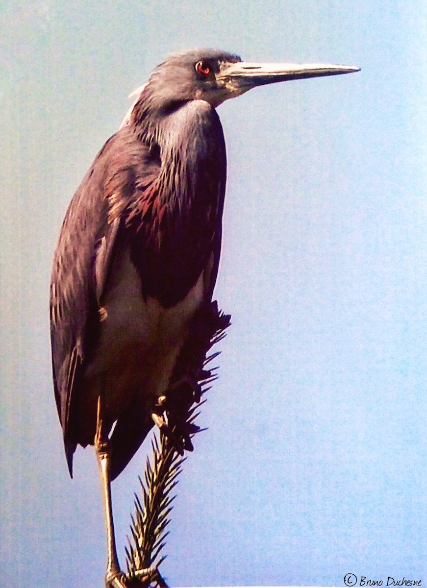Tricolored Heron - Bruno Duchesne