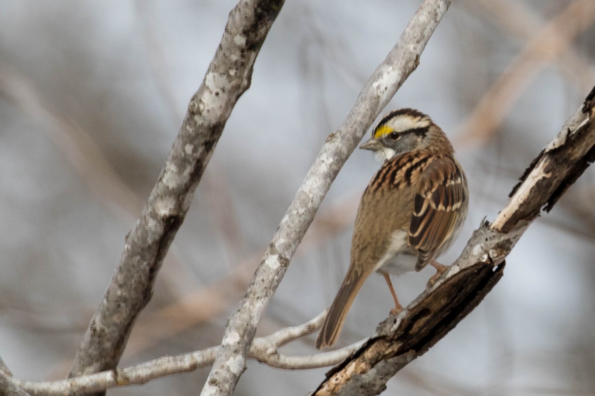 White-throated Sparrow - ML82132591