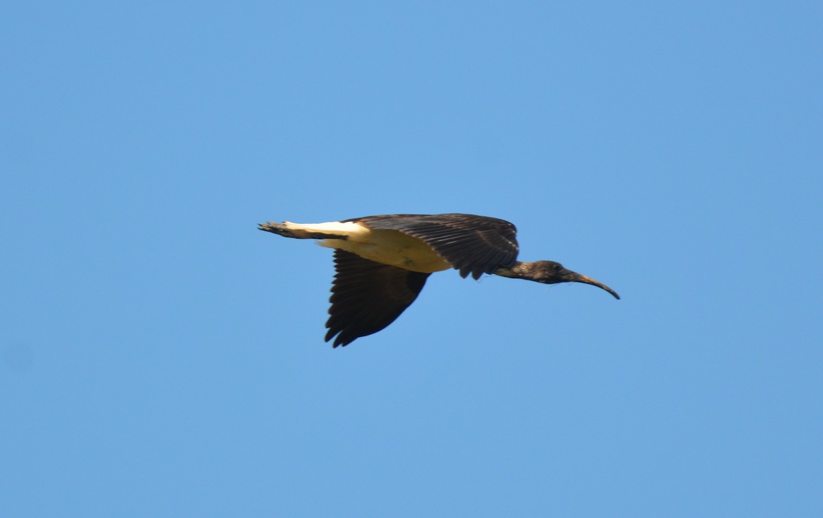Straw-necked Ibis - Bruce Wedderburn