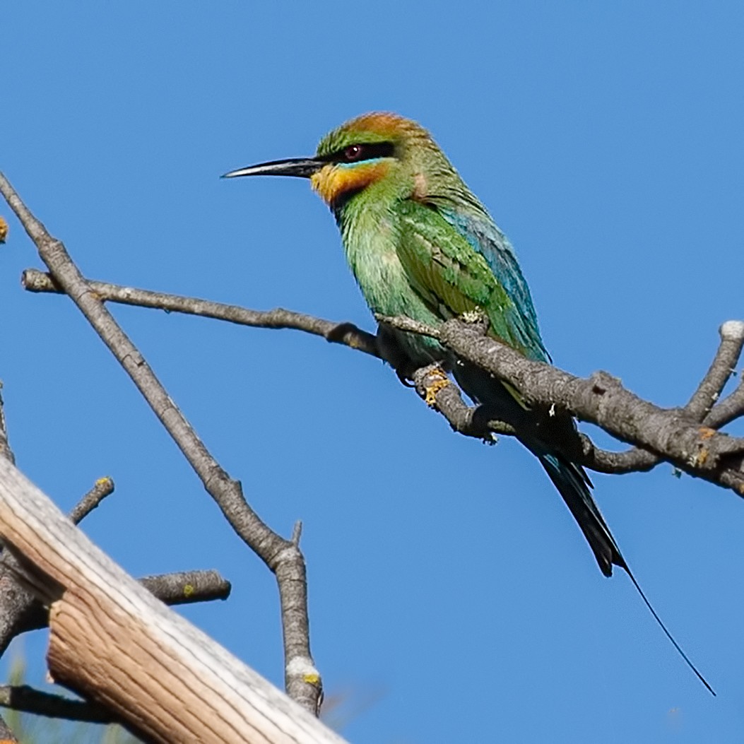 Rainbow Bee-eater - Cedric Bear