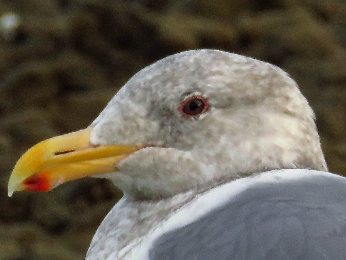 Western x Glaucous-winged Gull (hybrid) - Blair Dudeck