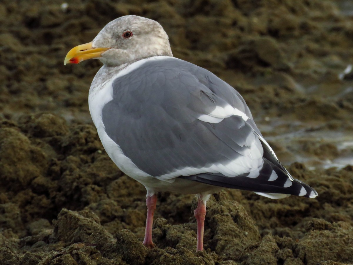 Western x Glaucous-winged Gull (hybrid) - Blair Dudeck