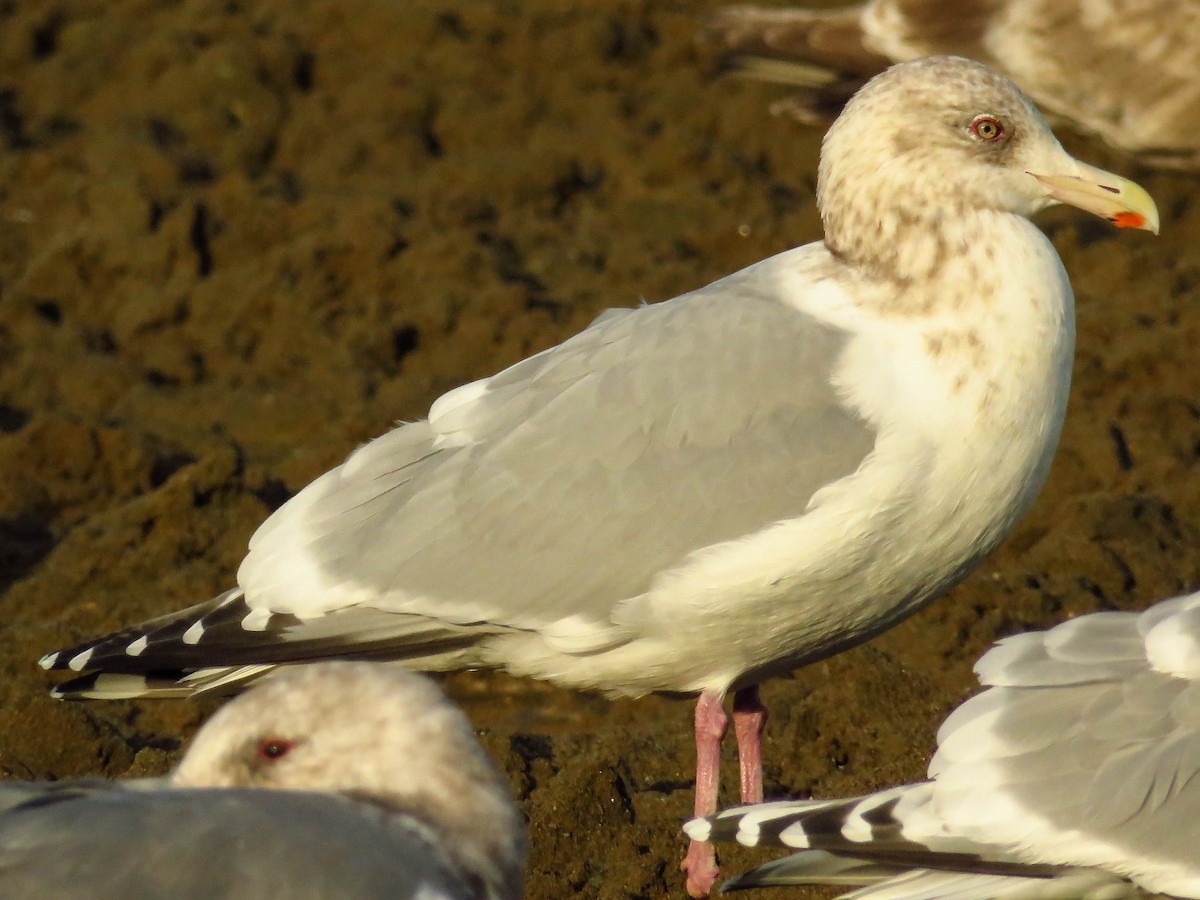 Herring x Glaucous-winged Gull (hybrid) - Blair Dudeck