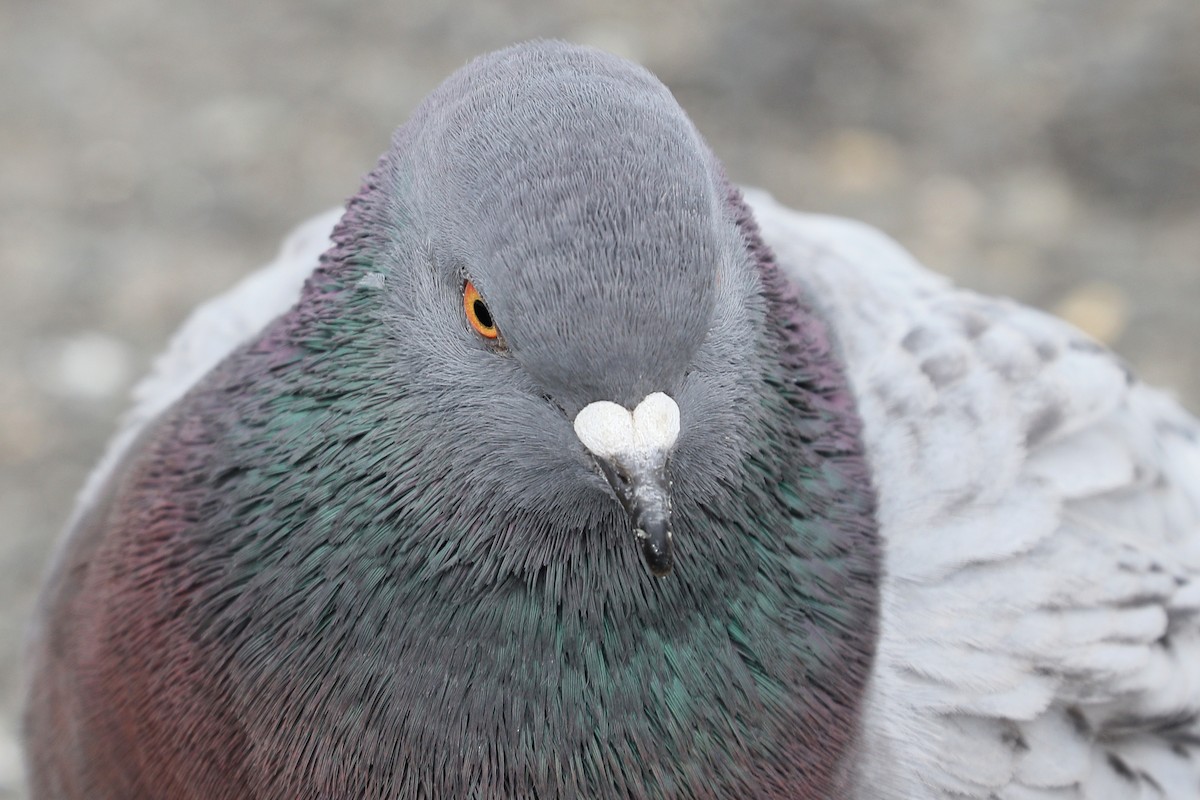 Rock Pigeon (Feral Pigeon) - Russ Smiley