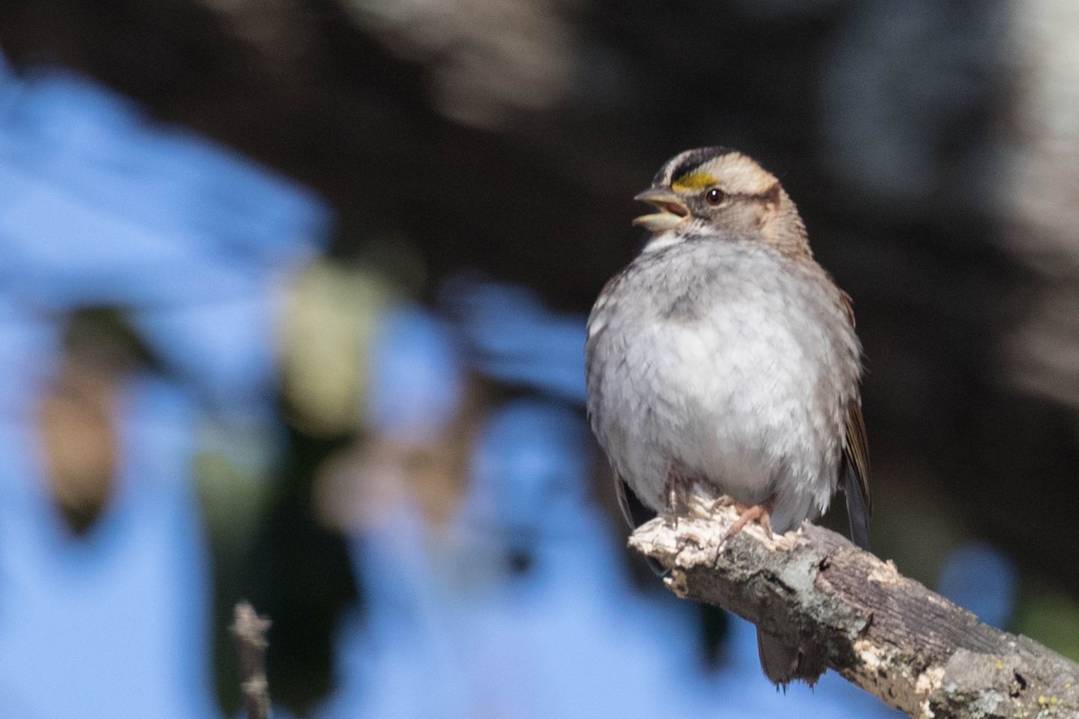 White-throated Sparrow - ML82137651