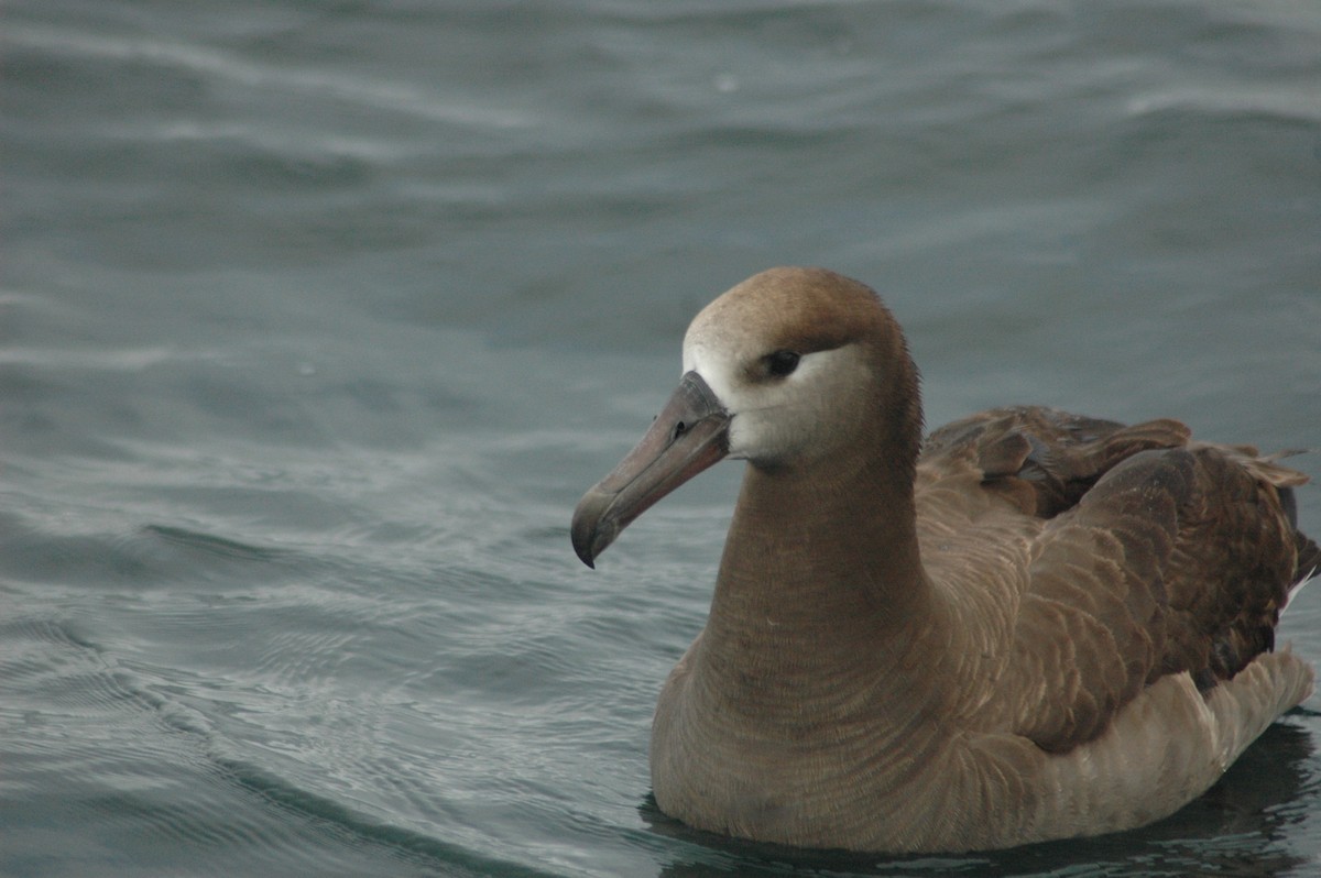 Black-footed Albatross - Lary Brown