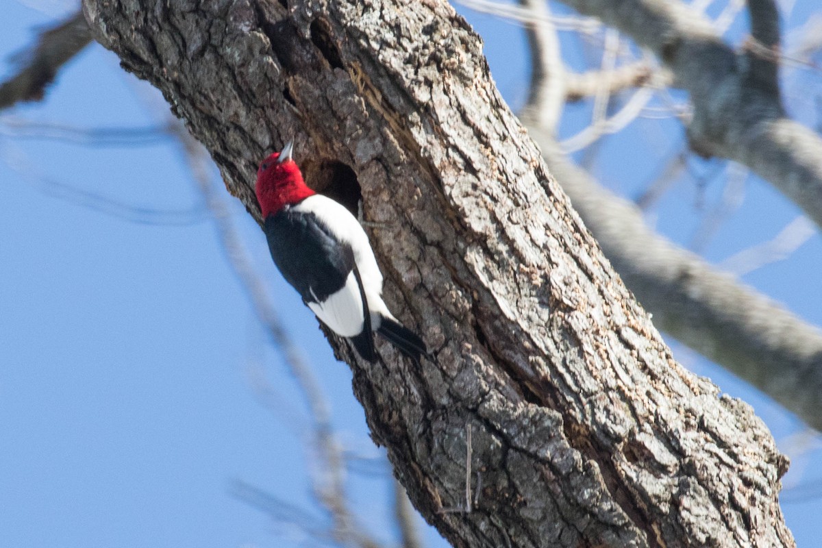Red-headed Woodpecker - ML82139561