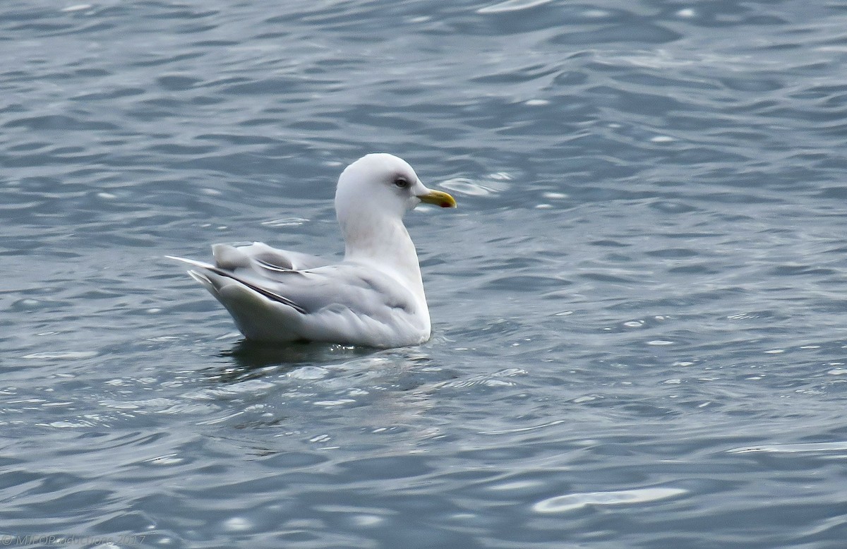 Iceland Gull - Marianne Ofenloch