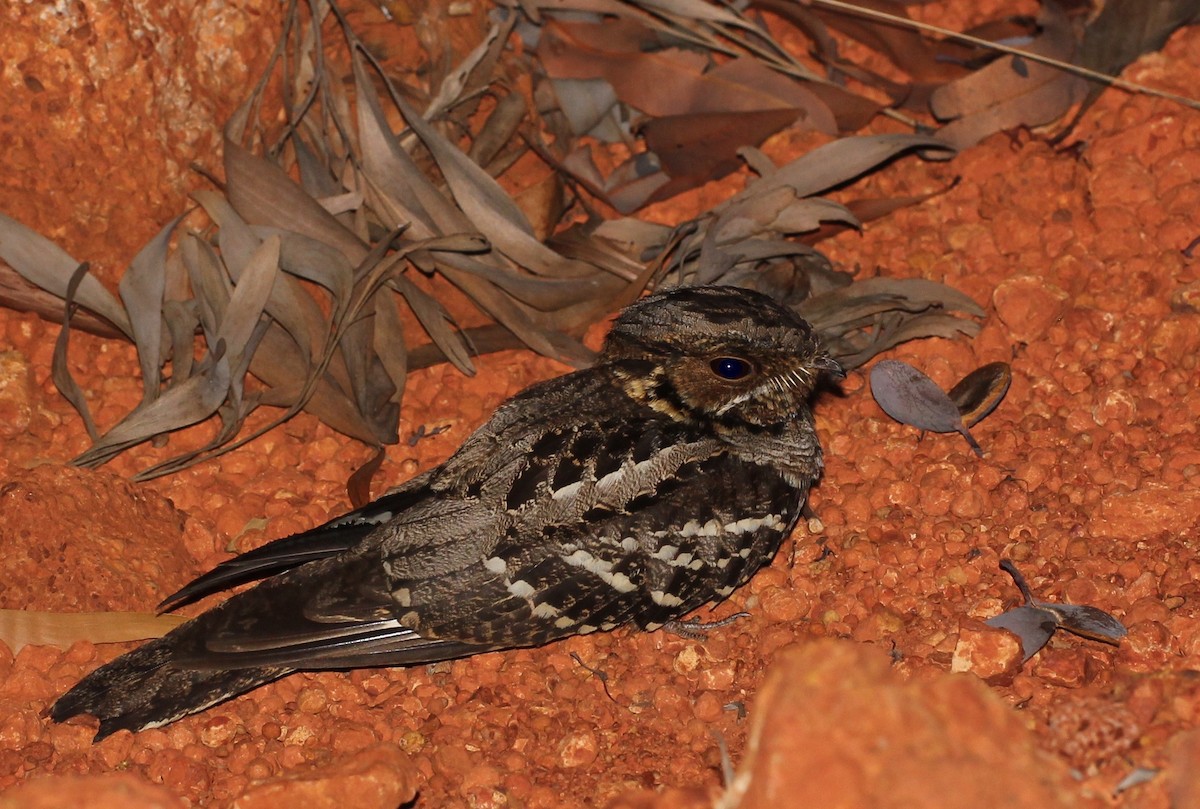 Large-tailed Nightjar - Chris Wiley