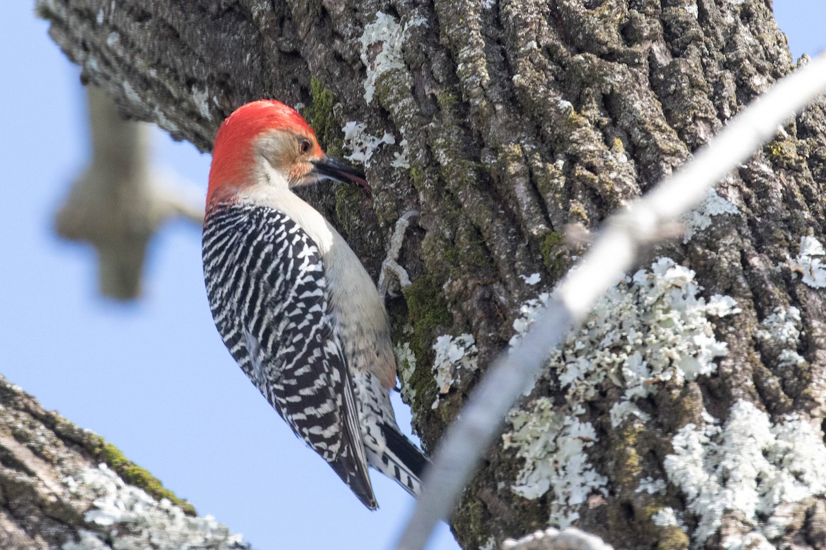 Red-bellied Woodpecker - ML82141601