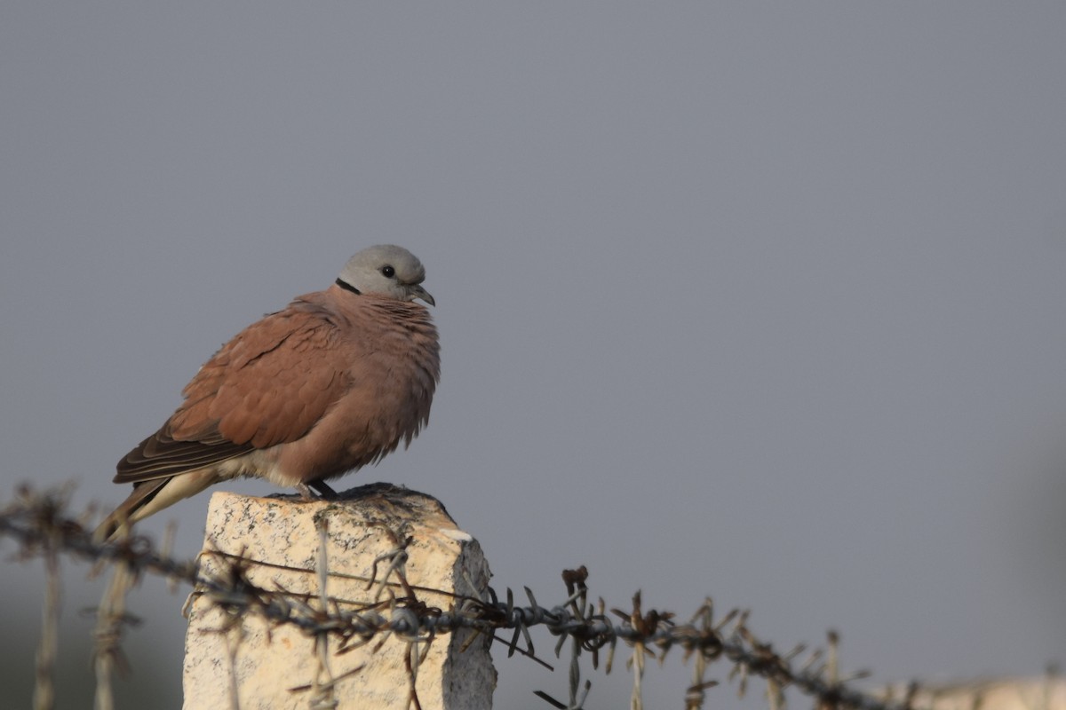 Red Collared-Dove - ML82141861