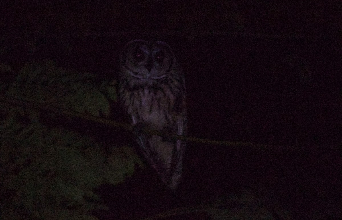 Striped Owl - Alex Wiebe