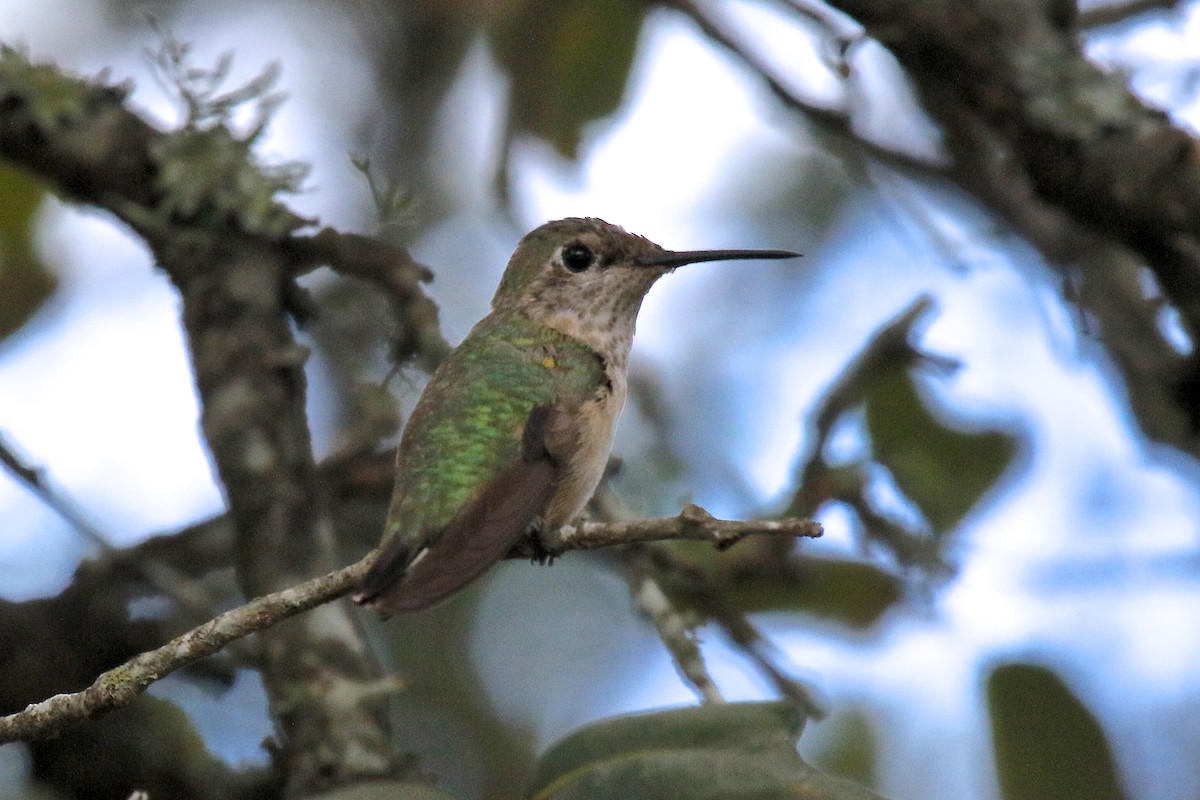 Calliope Hummingbird - ML82149111