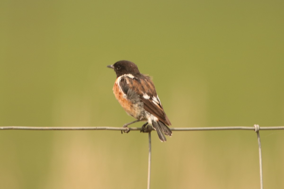 African Stonechat - ML82152161