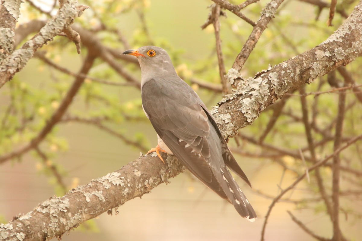 African Cuckoo - ML82152721