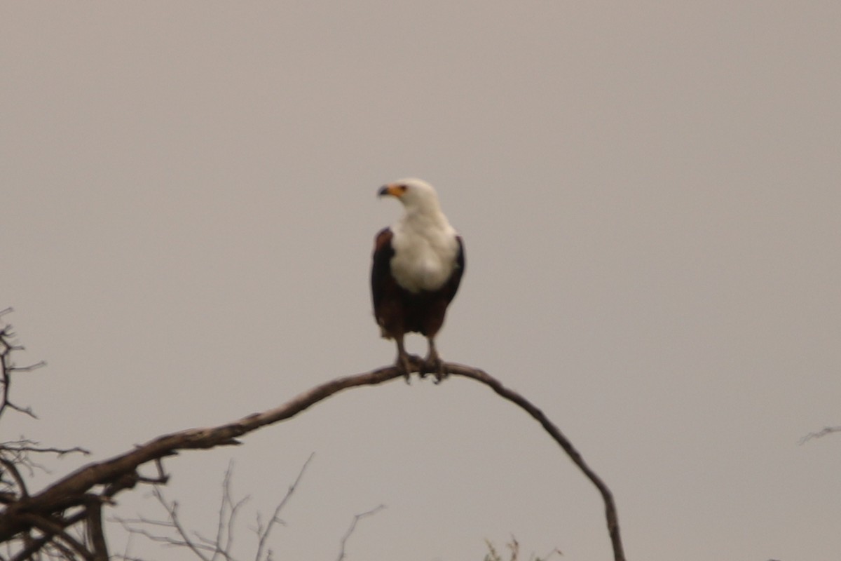 African Fish-Eagle - ML82153011