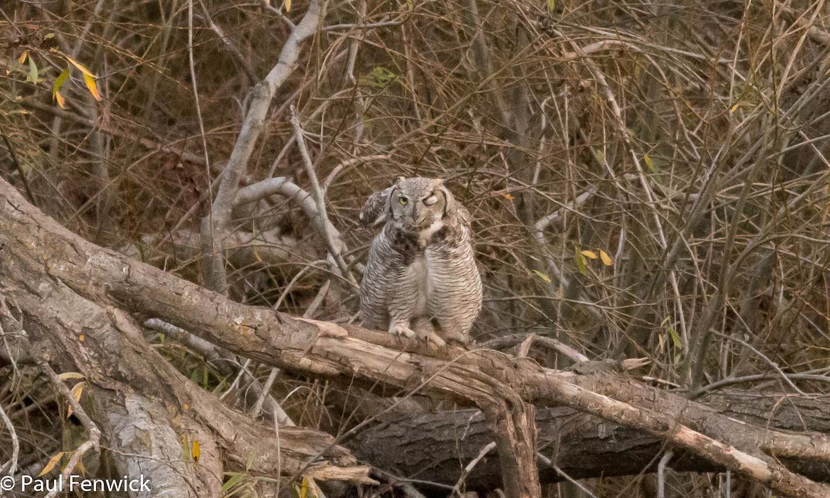 Great Horned Owl - ML82155621