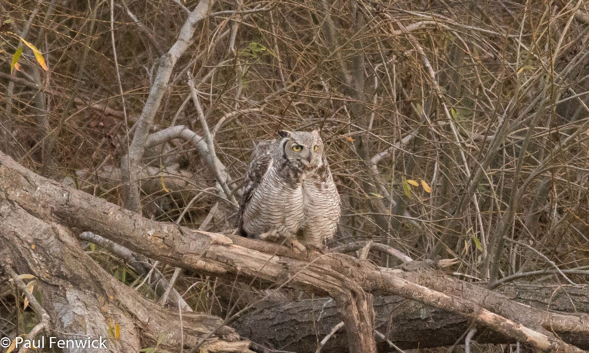 Great Horned Owl - ML82155631