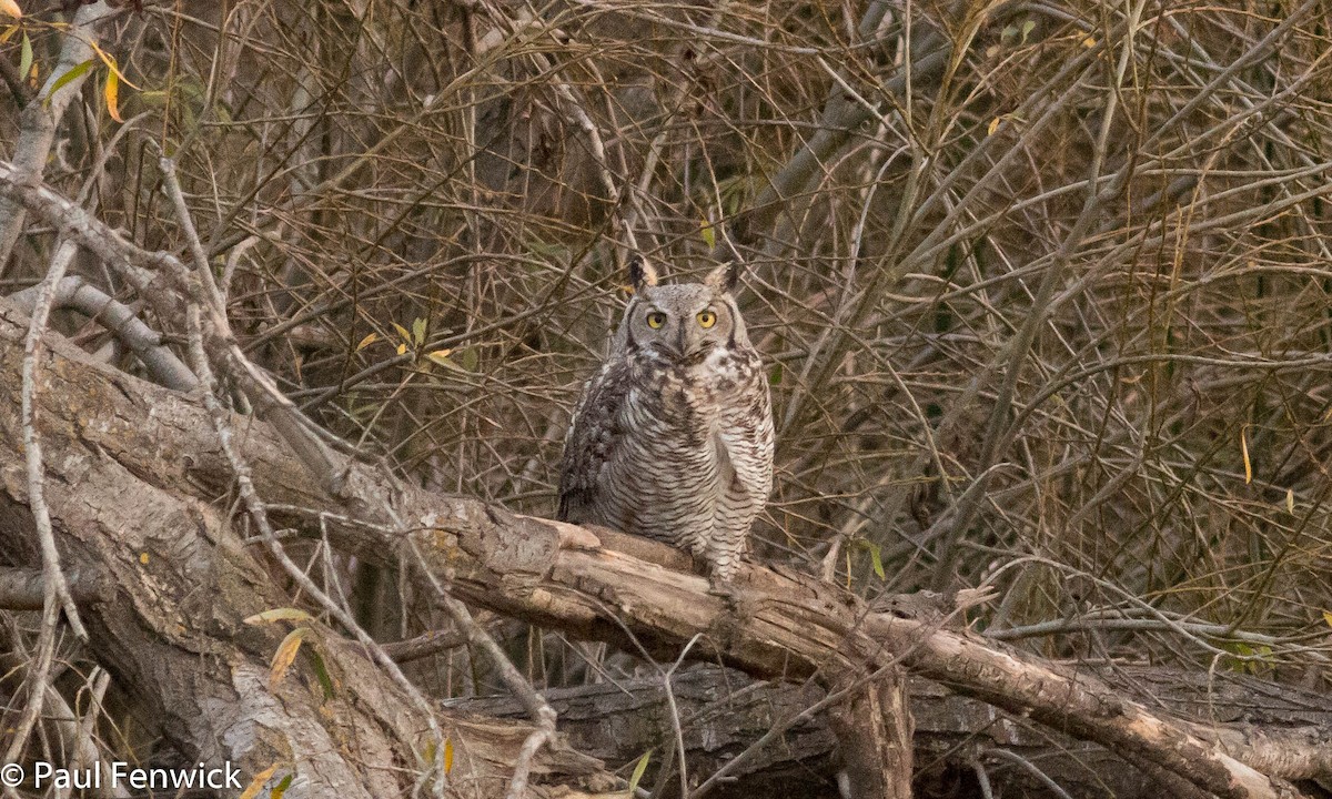 Great Horned Owl - ML82155641
