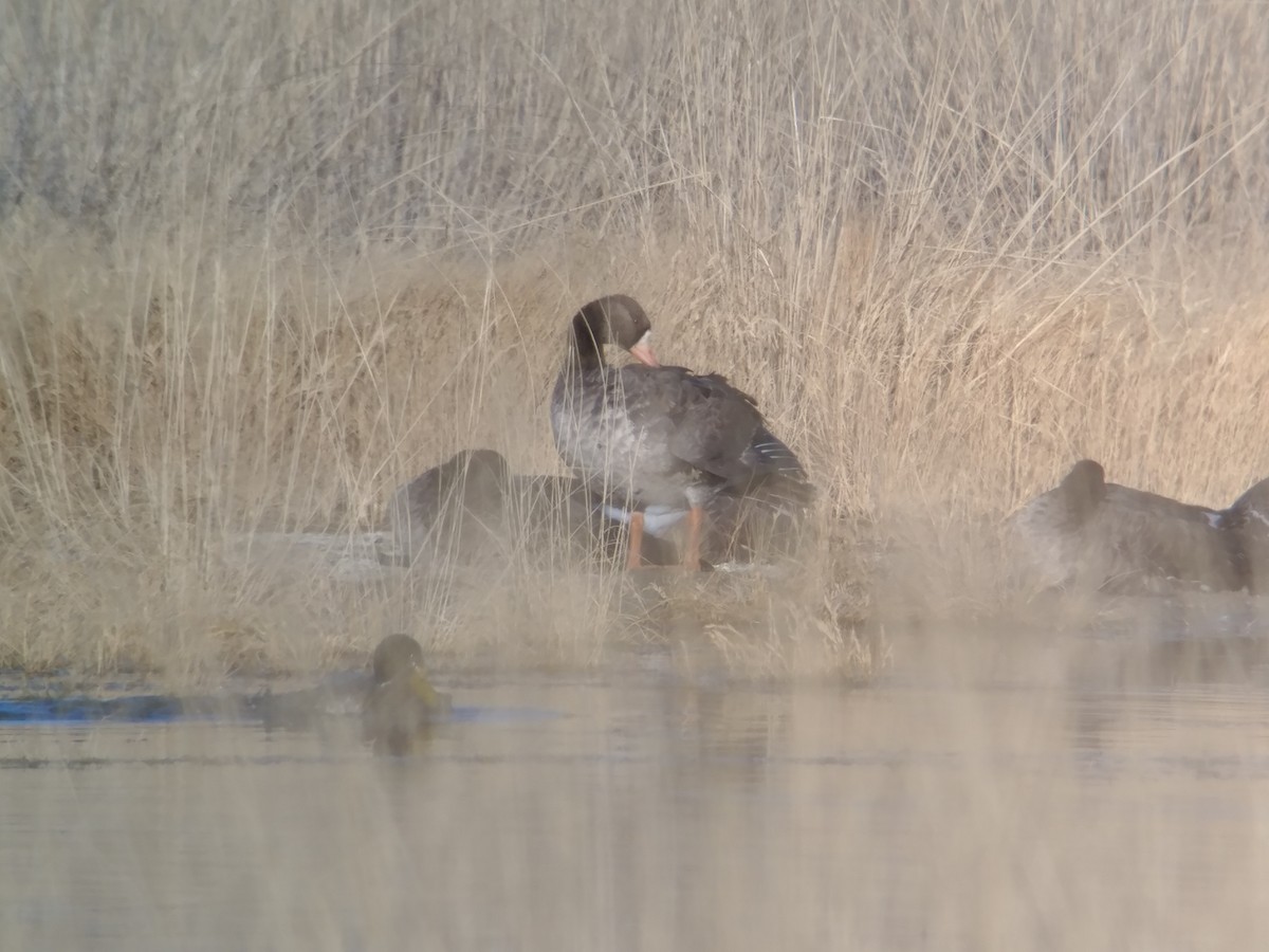 Greater White-fronted Goose - Martina Nordstrand