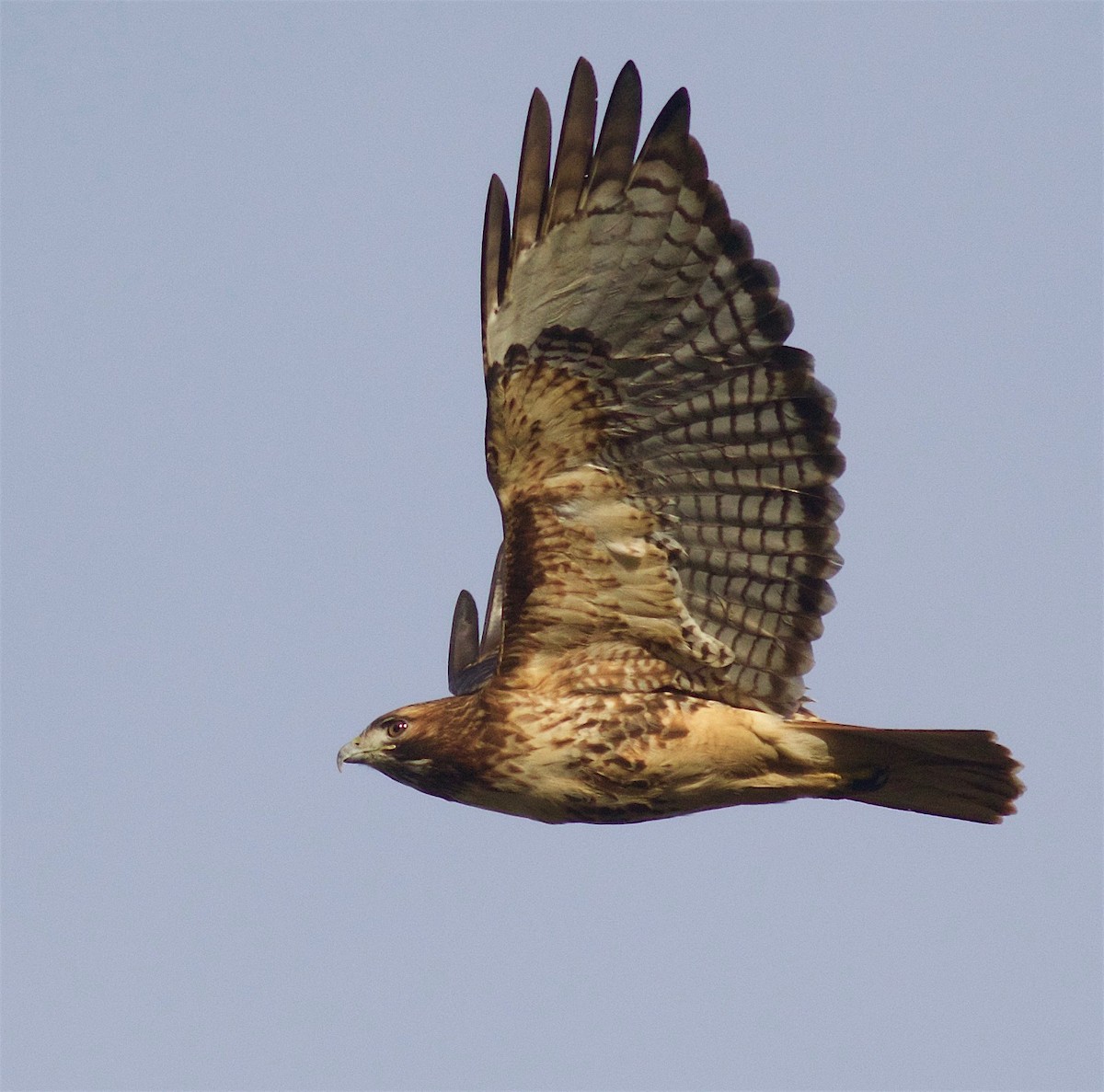 Red-tailed Hawk - ML82158681