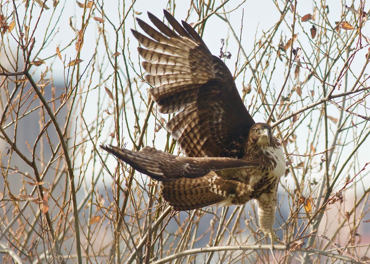 Red-tailed Hawk - ML82159351