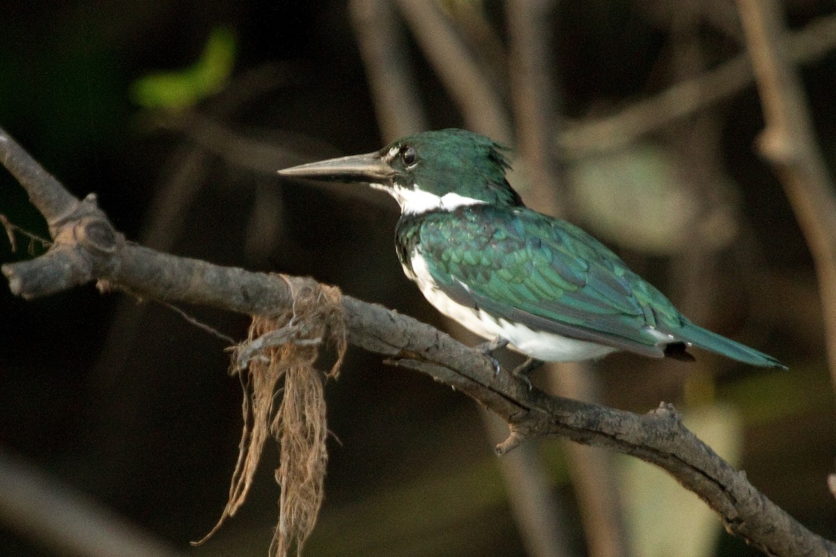Amazon Kingfisher - ML82161541