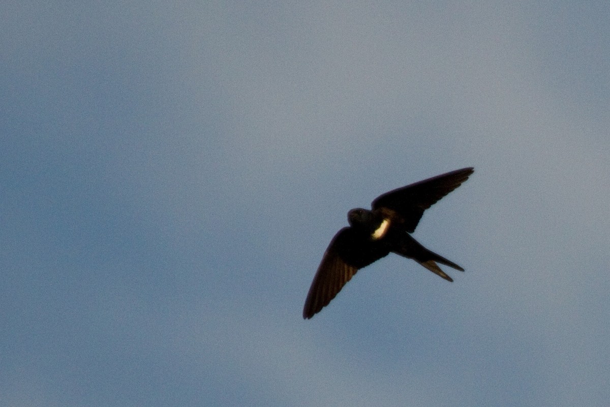 White-banded Swallow - ML82162301