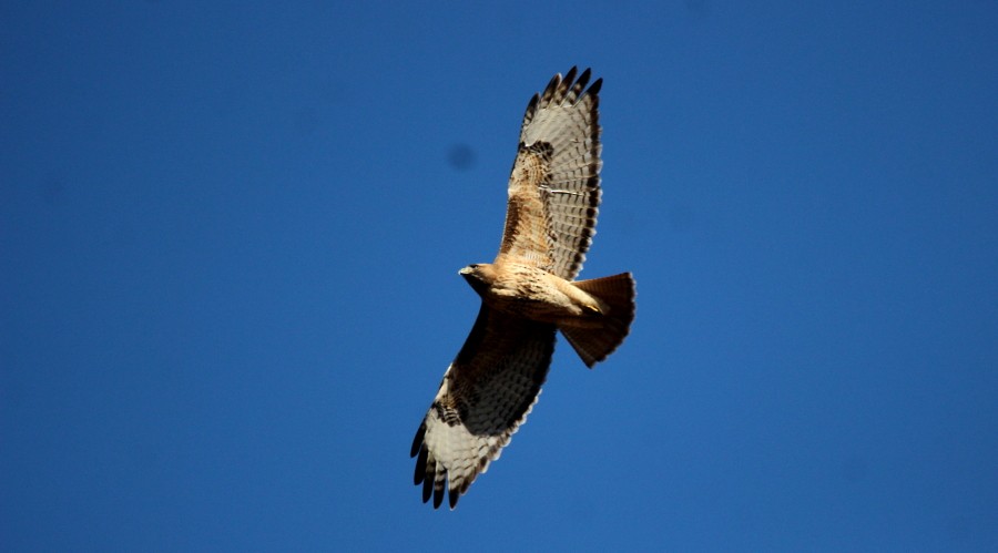 Red-tailed Hawk - ML82162441