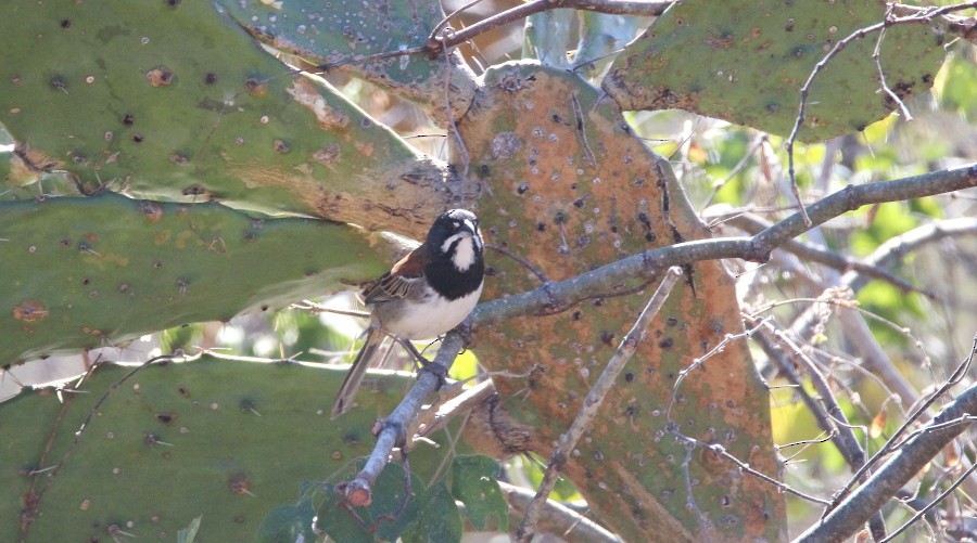 Black-chested Sparrow - ML82162761