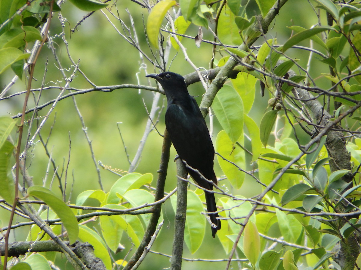 Square-tailed Drongo-Cuckoo - Kian Guan Tay