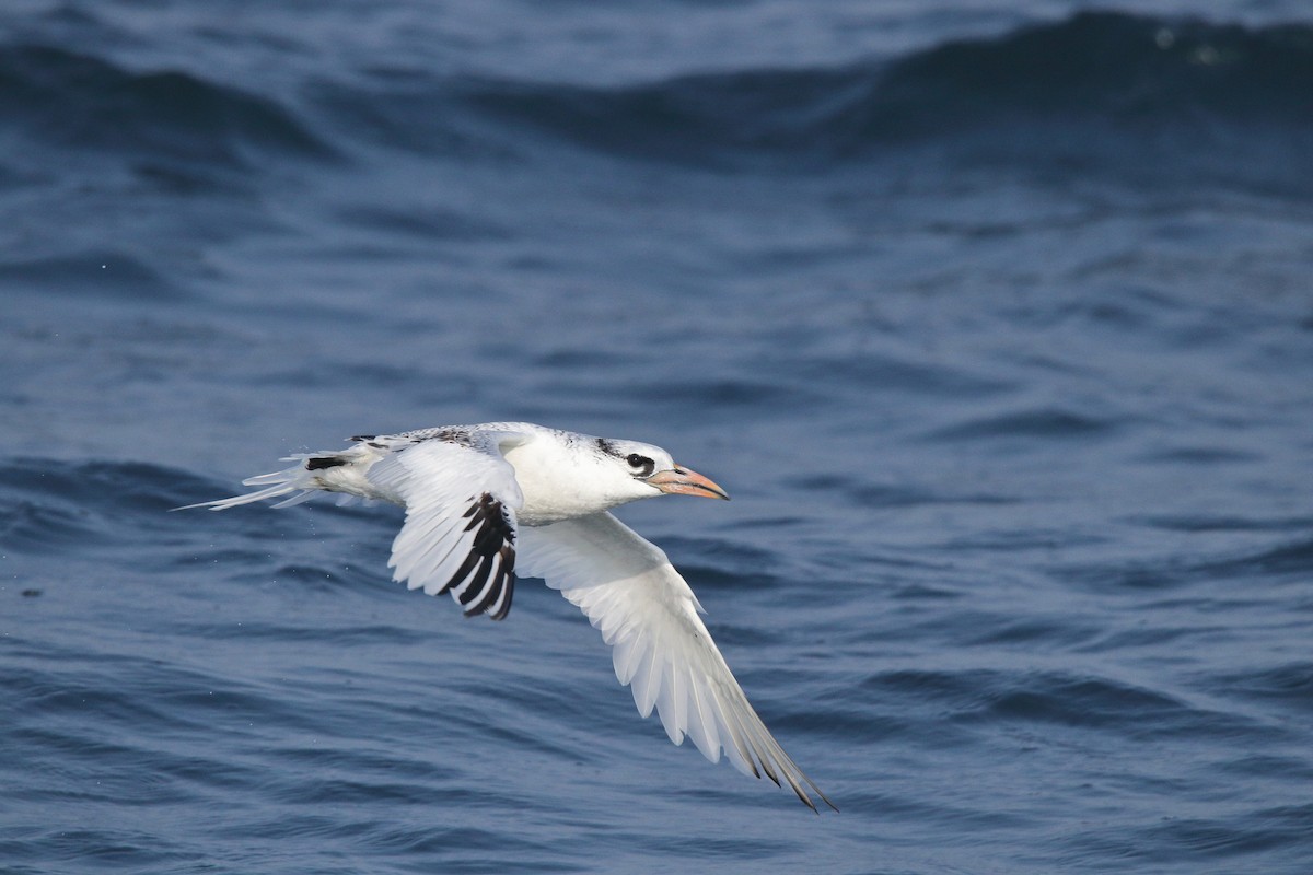 Red-billed Tropicbird - Harshith JV