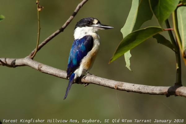Forest Kingfisher - Tom Tarrant