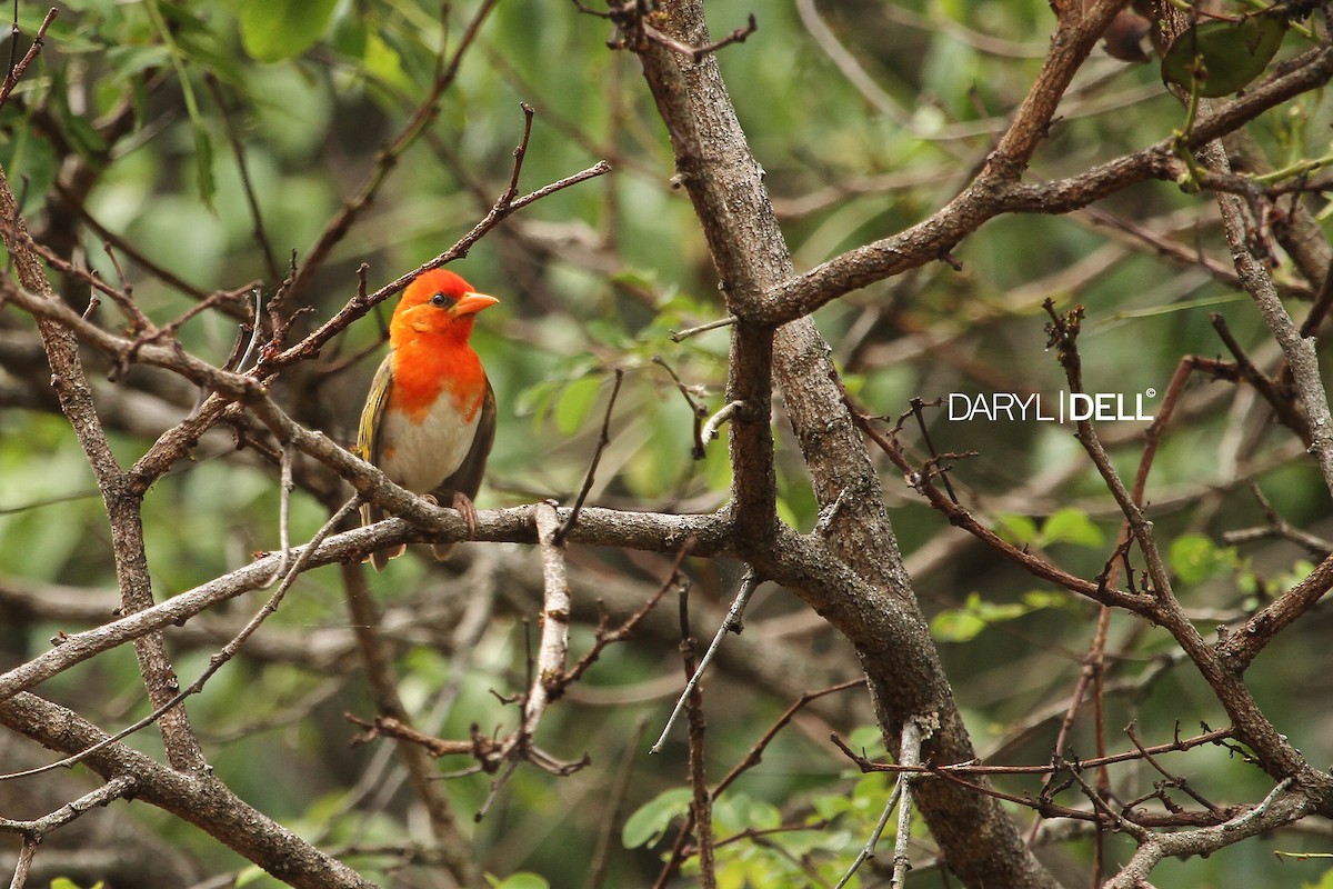 Red-headed Weaver - Daryl Dell