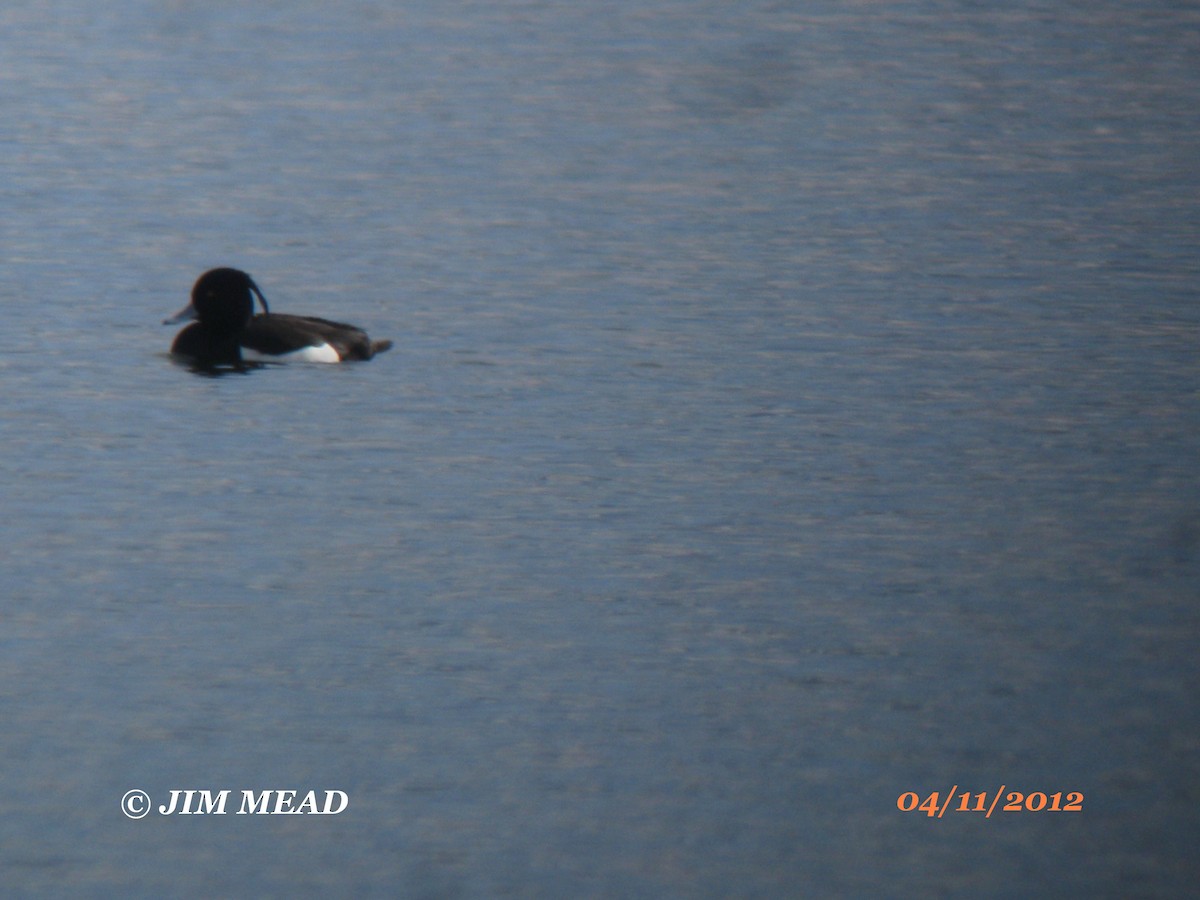 Tufted Duck - Jim Mead