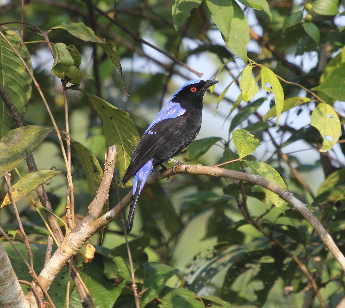 Asian Fairy-bluebird - ML82166071