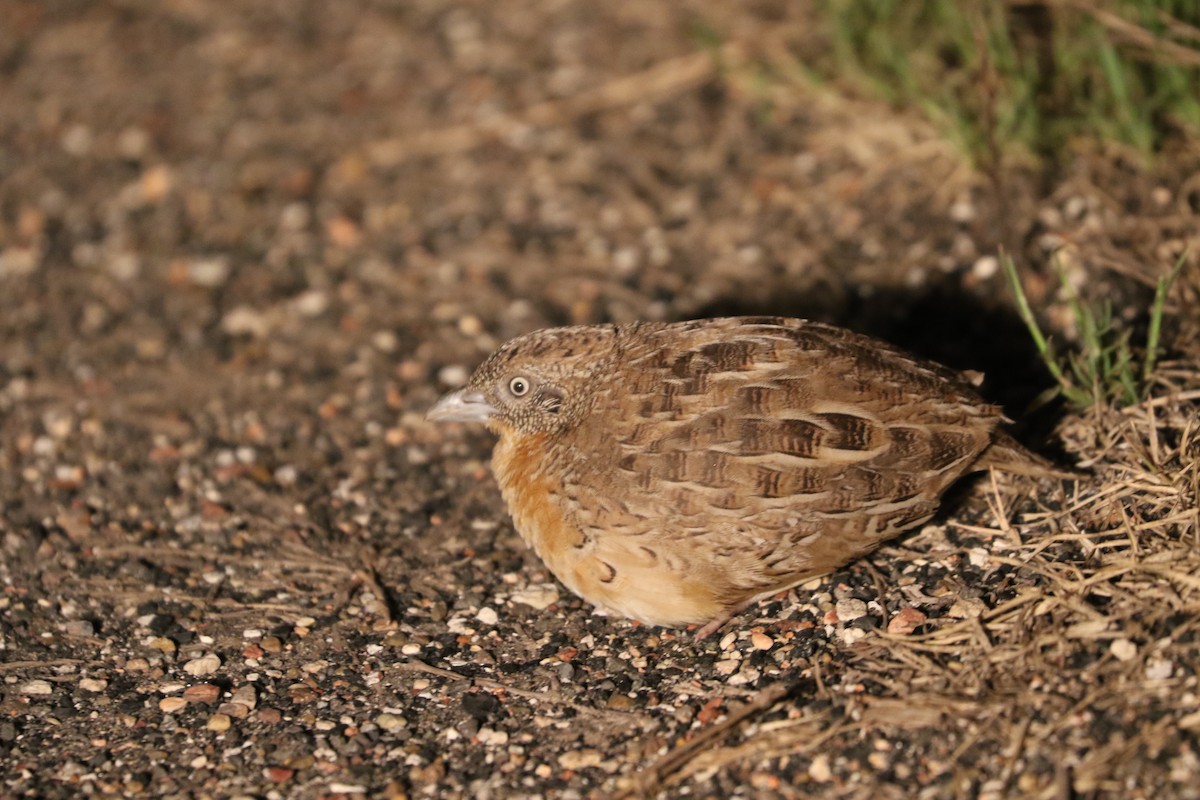 Red-chested Buttonquail - Michael Kearns