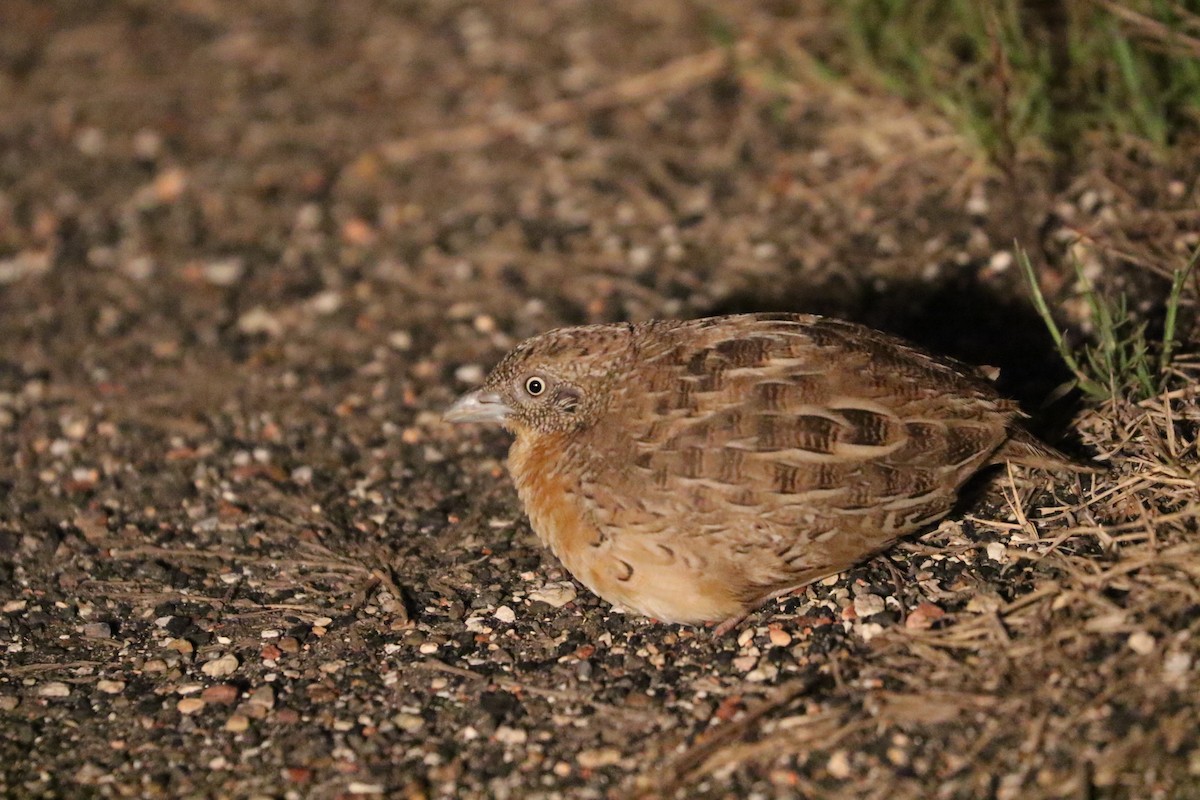 Red-chested Buttonquail - ML82167121