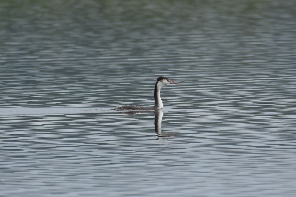 Great Crested Grebe - Supaporn Teamwong