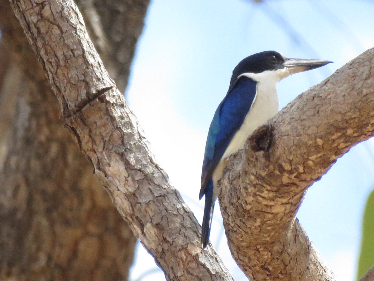 Forest Kingfisher - ML82168671