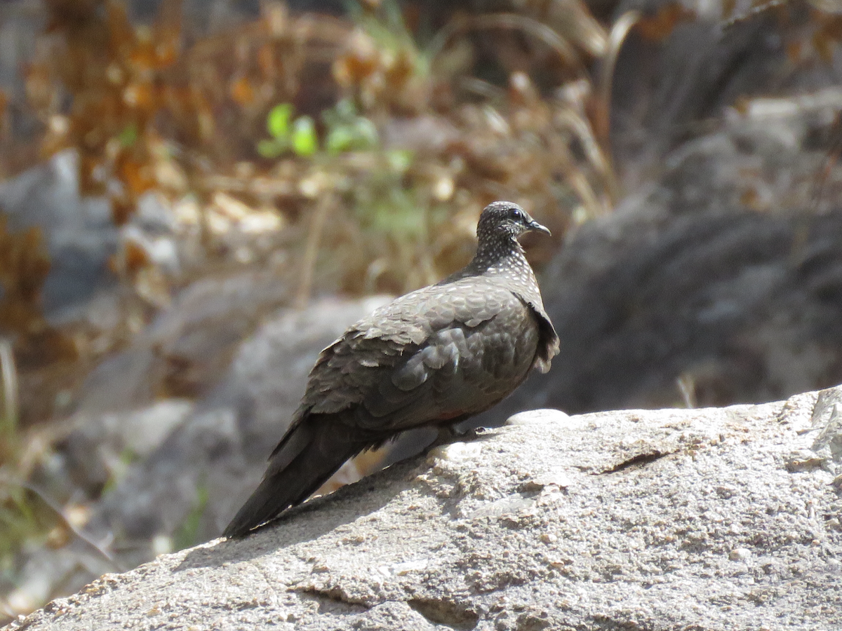 Chestnut-quilled Rock-Pigeon - jannette and peter manins