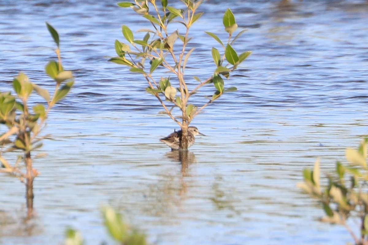 Long-toed Stint - Ged Tranter