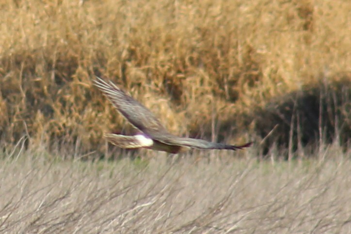 Northern Harrier - Anonymous