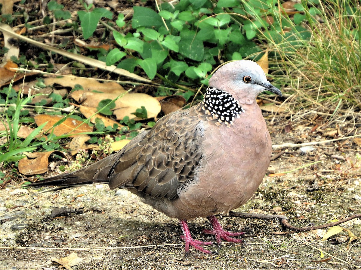 Spotted Dove - B C