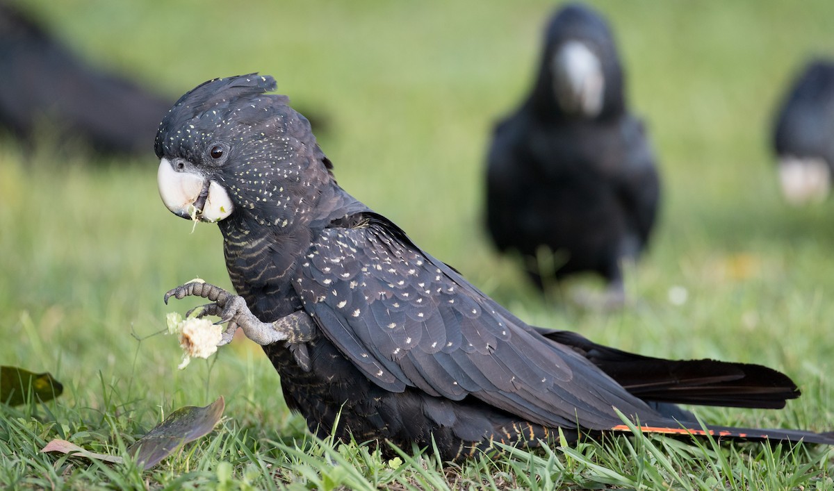 Red-tailed Black-Cockatoo - Ian Davies