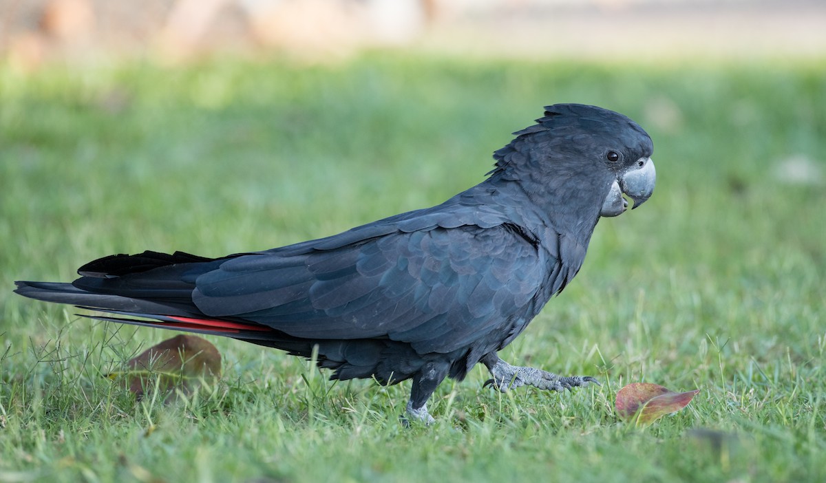 Red-tailed Black-Cockatoo - ML82175881
