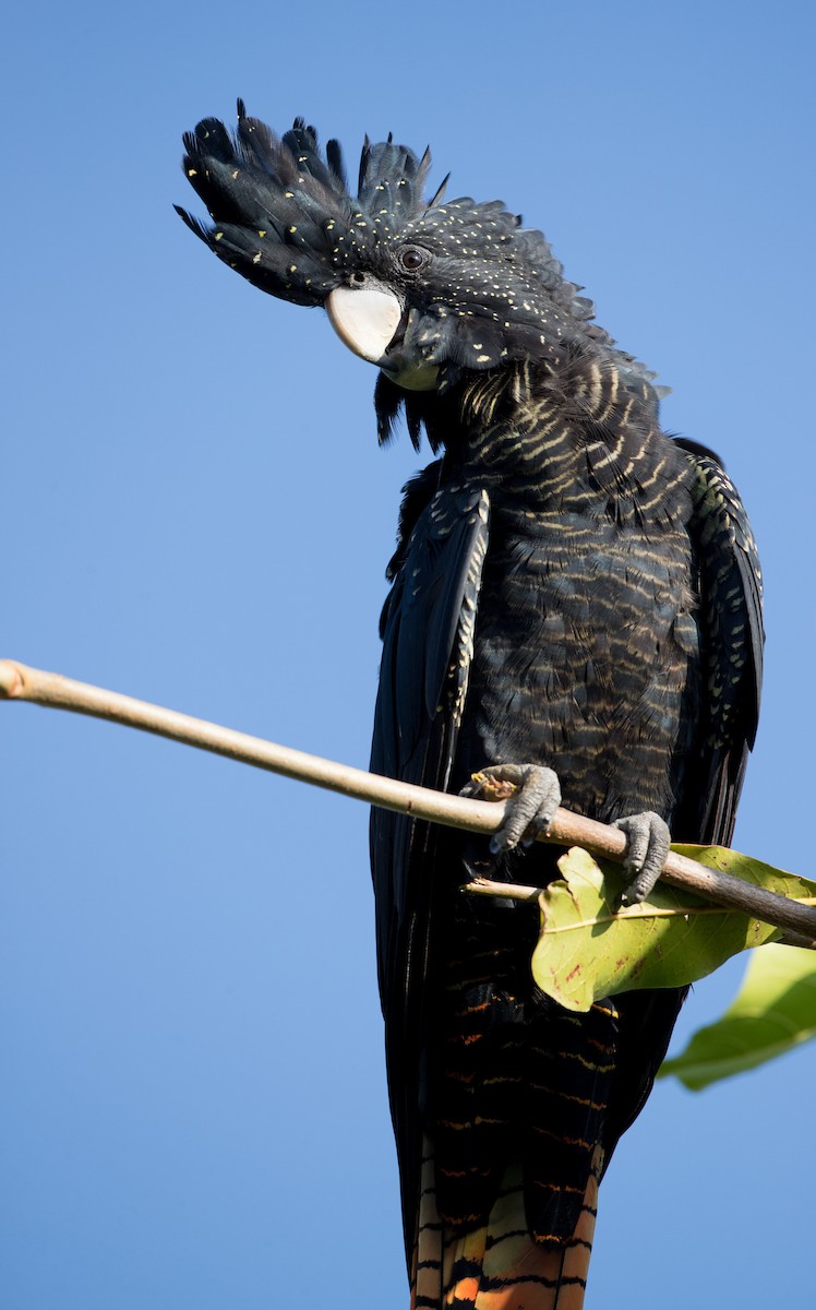 Red-tailed Black-Cockatoo - ML82176231